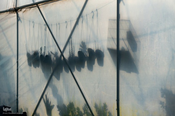 بازدید دانشجویان دانشگاه تهران از مؤسسات تحقیقات کشاورزی کرج‎