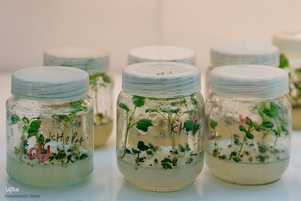 بازدید دانشجویان دانشگاه تهران از مؤسسات تحقیقات کشاورزی کرج‎