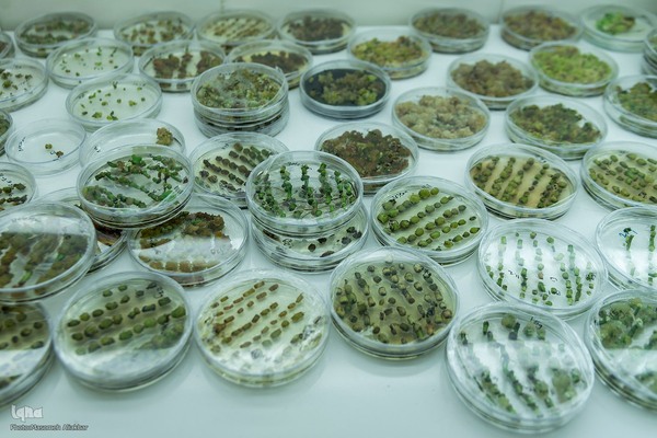 بازدید دانشجویان دانشگاه تهران از مؤسسات تحقیقات کشاورزی کرج‎