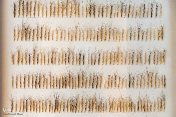 بازدید دانشجویان دانشگاه تهران از مؤسسات تحقیقات کشاورزی کرج‎