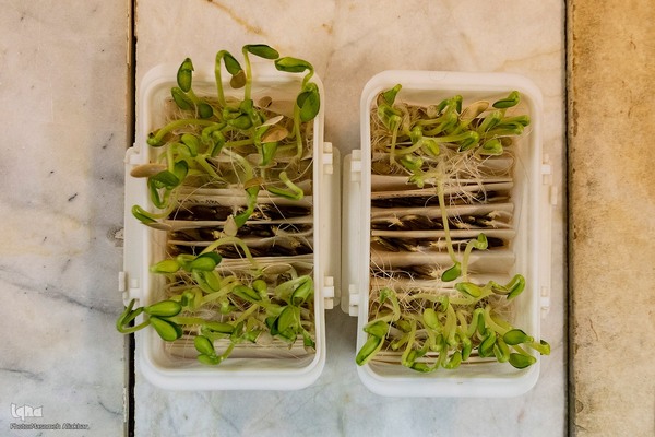 بازدید دانشجویان دانشگاه تهران از مؤسسات تحقیقات کشاورزی کرج‎