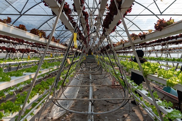 بازدید دانشجویان دانشگاه تهران از مؤسسات تحقیقات کشاورزی کرج‎