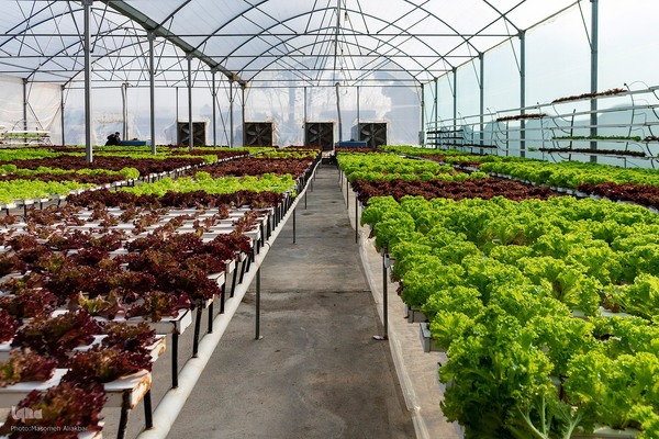 بازدید دانشجویان دانشگاه تهران از مؤسسات تحقیقات کشاورزی کرج‎