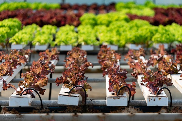 بازدید دانشجویان دانشگاه تهران از مؤسسات تحقیقات کشاورزی کرج‎