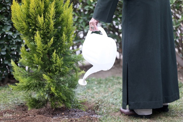 کاشت نهال در هفته منابع طبیعی