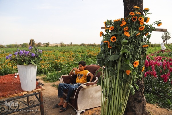 برداشت گل شب‌بو در حمیدیه