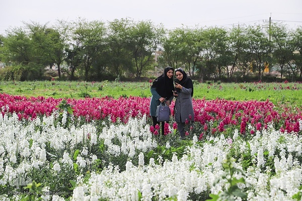 برداشت گل شب‌بو در حمیدیه