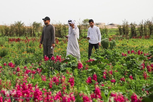 برداشت گل شب‌بو در حمیدیه