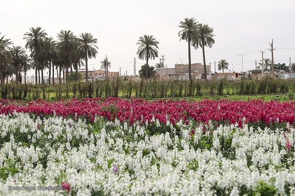 برداشت گل شب‌بو در حمیدیه