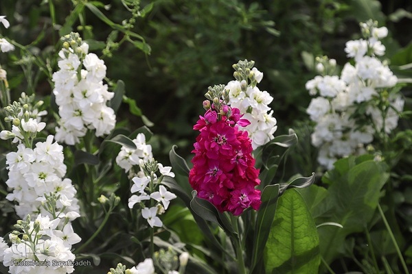 برداشت گل شب‌بو در حمیدیه