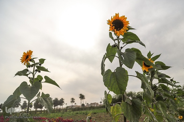 برداشت گل شب‌بو در حمیدیه
