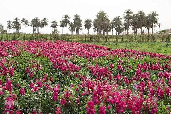 برداشت گل شب‌بو در حمیدیه