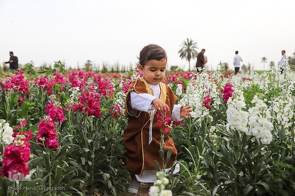 برداشت گل شب‌بو در حمیدیه