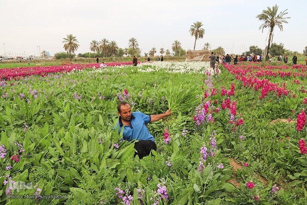 برداشت گل شب‌بو در حمیدیه