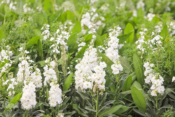 برداشت گل شب‌بو در حمیدیه