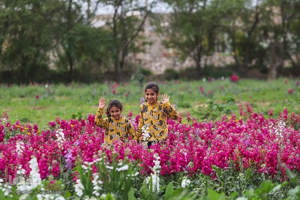 برداشت گل شب‌بو در حمیدیه