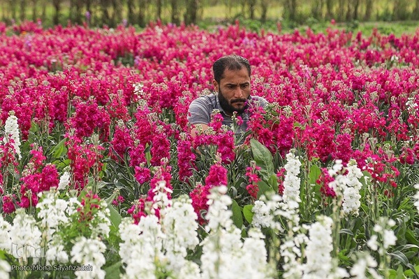 برداشت گل شب‌بو در حمیدیه