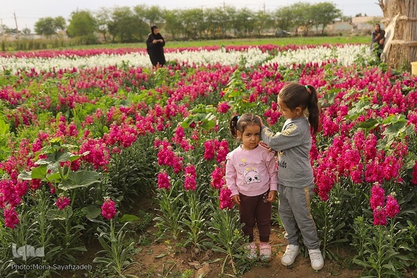 برداشت گل شب‌بو در حمیدیه