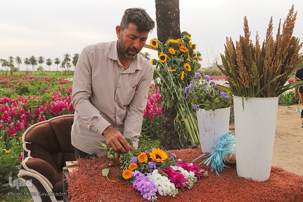 برداشت گل شب‌بو در حمیدیه