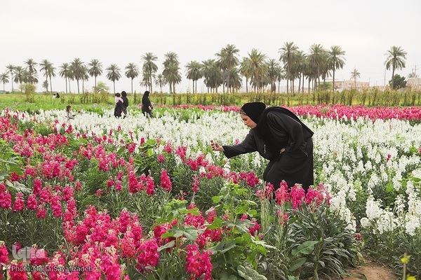 برداشت گل شب‌بو در حمیدیه