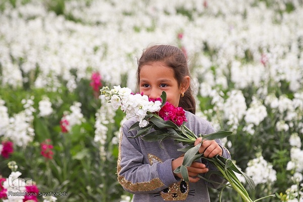 برداشت گل شب‌بو در حمیدیه