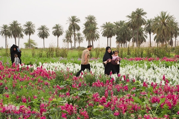 برداشت گل شب‌بو در حمیدیه