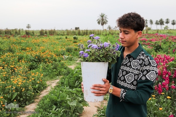 برداشت گل شب‌بو در حمیدیه