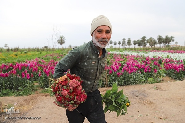 برداشت گل شب‌بو در حمیدیه