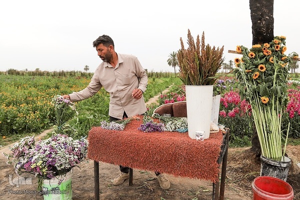 برداشت گل شب‌بو در حمیدیه