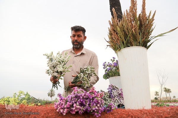 برداشت گل شب‌بو در حمیدیه