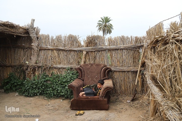 برداشت گل شب‌بو در حمیدیه