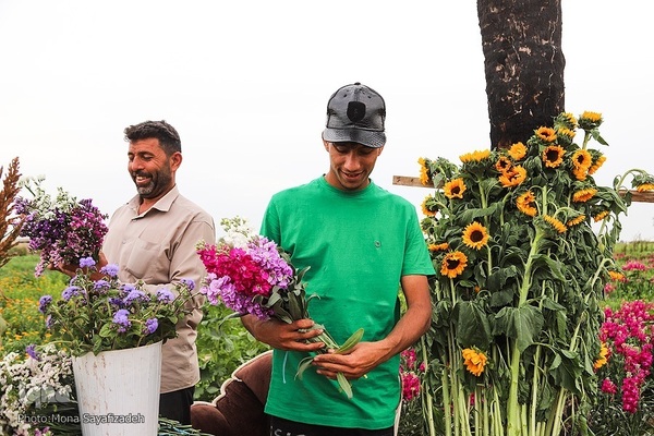 برداشت گل شب‌بو در حمیدیه