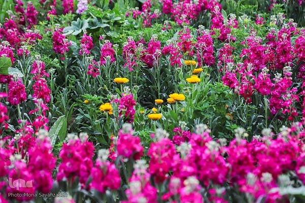 برداشت گل شب‌بو در حمیدیه