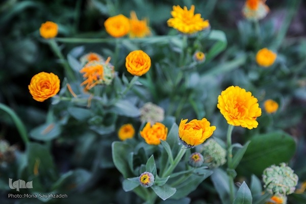 برداشت گل شب‌بو در حمیدیه