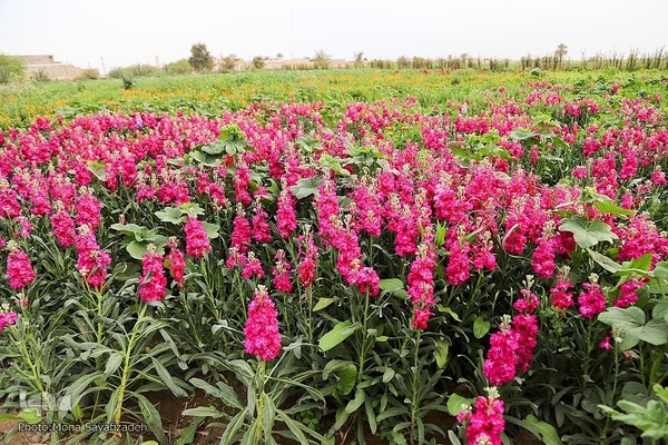 برداشت گل شب‌بو در حمیدیه