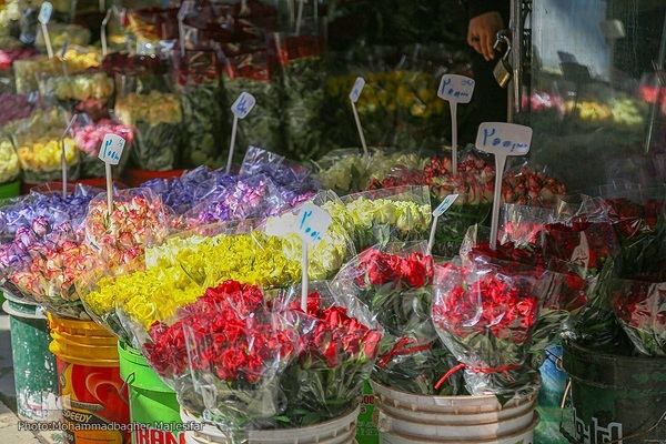 رونق بازار گل و گیاه در آستانه بهار