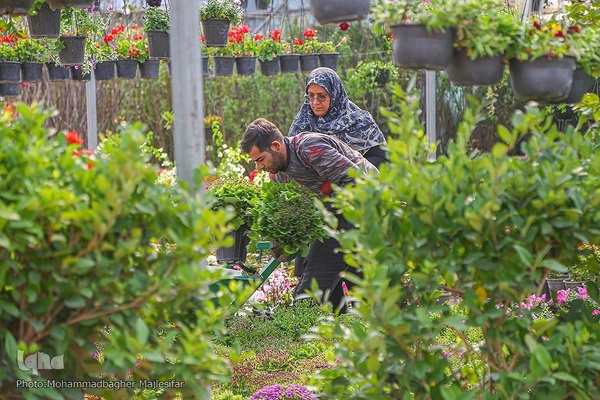 رونق بازار گل و گیاه در آستانه بهار