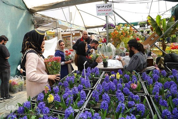 رونق بازار گل و گیاه در آستانه بهار