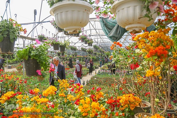 رونق بازار گل و گیاه در آستانه بهار