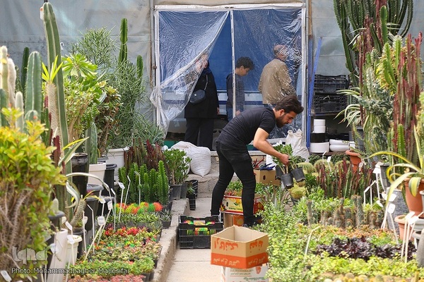 رونق بازار گل و گیاه در آستانه بهار