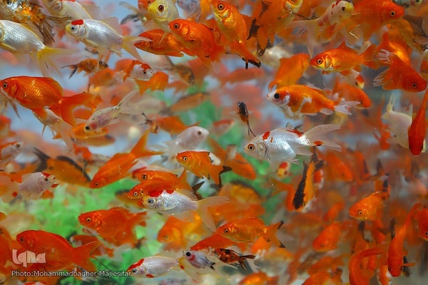 رونق بازار گل و گیاه در آستانه بهار