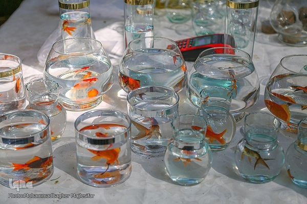 رونق بازار گل و گیاه در آستانه بهار