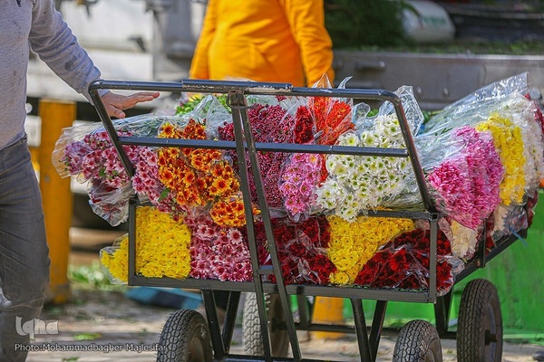 رونق بازار گل و گیاه در آستانه بهار