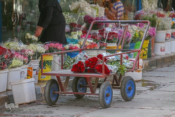رونق بازار گل و گیاه در آستانه بهار