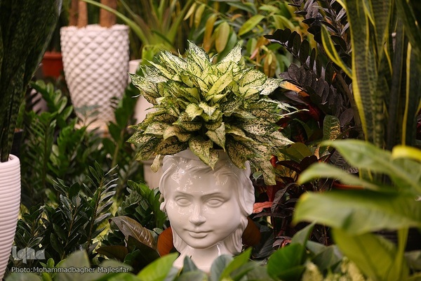 رونق بازار گل و گیاه در آستانه بهار