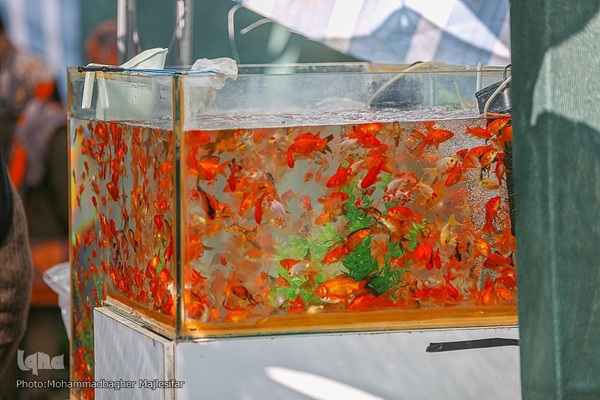 رونق بازار گل و گیاه در آستانه بهار