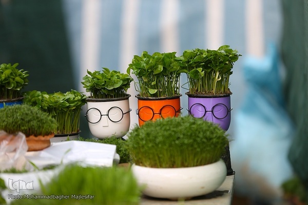 رونق بازار گل و گیاه در آستانه بهار