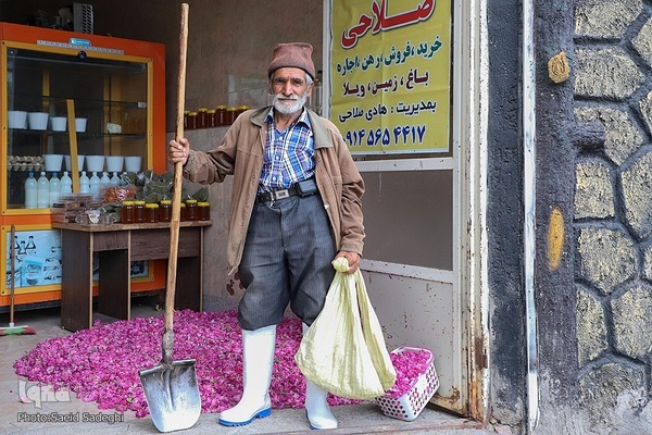 جشنواره برداشت گل محمدی عنصرود