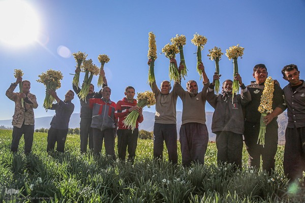 برداشت گل نرگس