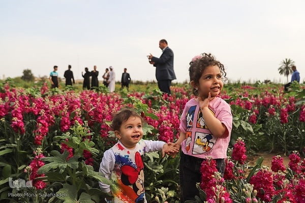 برداشت گل شب‌بو در حمیدیه